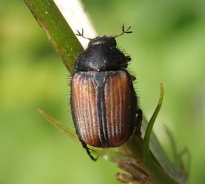 Rutelidae da confermare: Omaloplia sp.